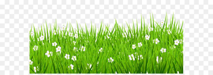 Lawn Clip art - Transparent Grass with White Flowers Clipart png download - 5000*2418 - Free Transparent Flower png Download.
