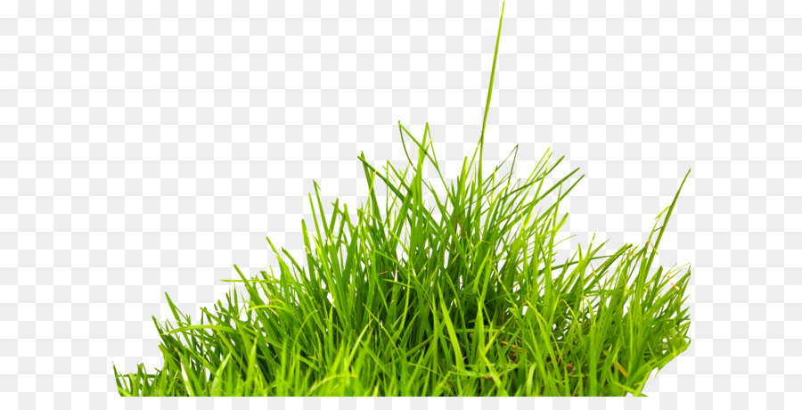 Summer Information Icon - grass png image, green grass PNG picture png download - 1800*1232 - Free Transparent Editing png Download.