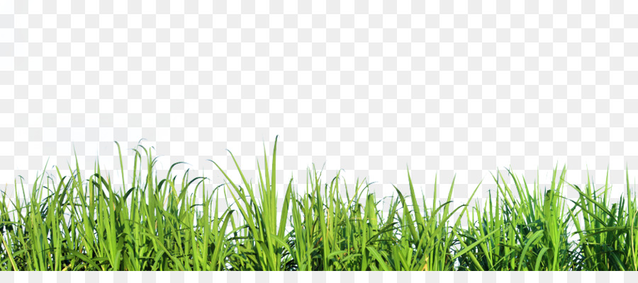 Mexican feathergrass Lawn Silvergrass Ornamental grass - Tall Grass Nature Png png download - 940*400 - Free Transparent Mexican Feathergrass png Download.