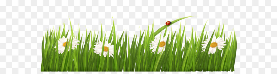 Wheatgrass Meadow Commodity Computer Wallpaper - White Flowers with Grass Transparent PNG Clipart png download - 6917*2467 - Free Transparent Desktop Wallpaper png Download.