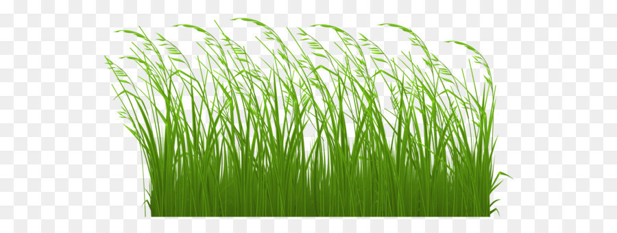 Tallgrass prairie Clip art - Decorative Grass Clipart Picture png download - 3508*1757 - Free Transparent Grasses png Download.