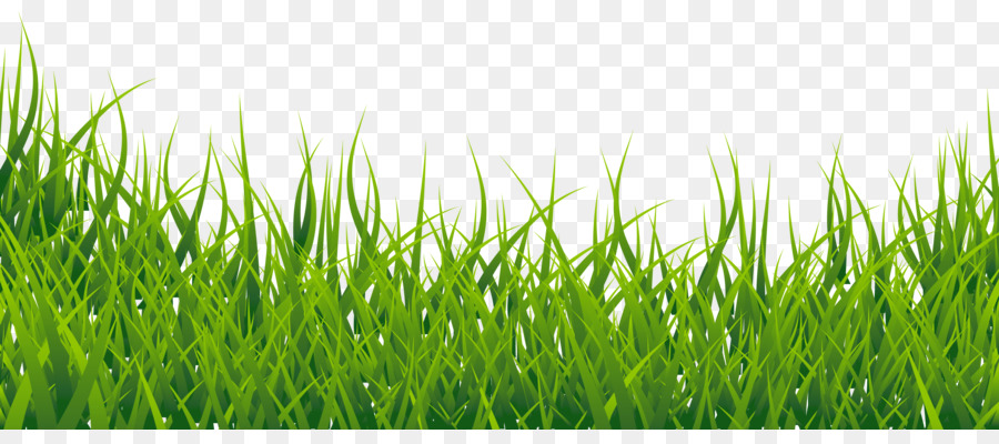 Clip art - Grass png download - 2962*1274 - Free Transparent Computer Icons png Download.