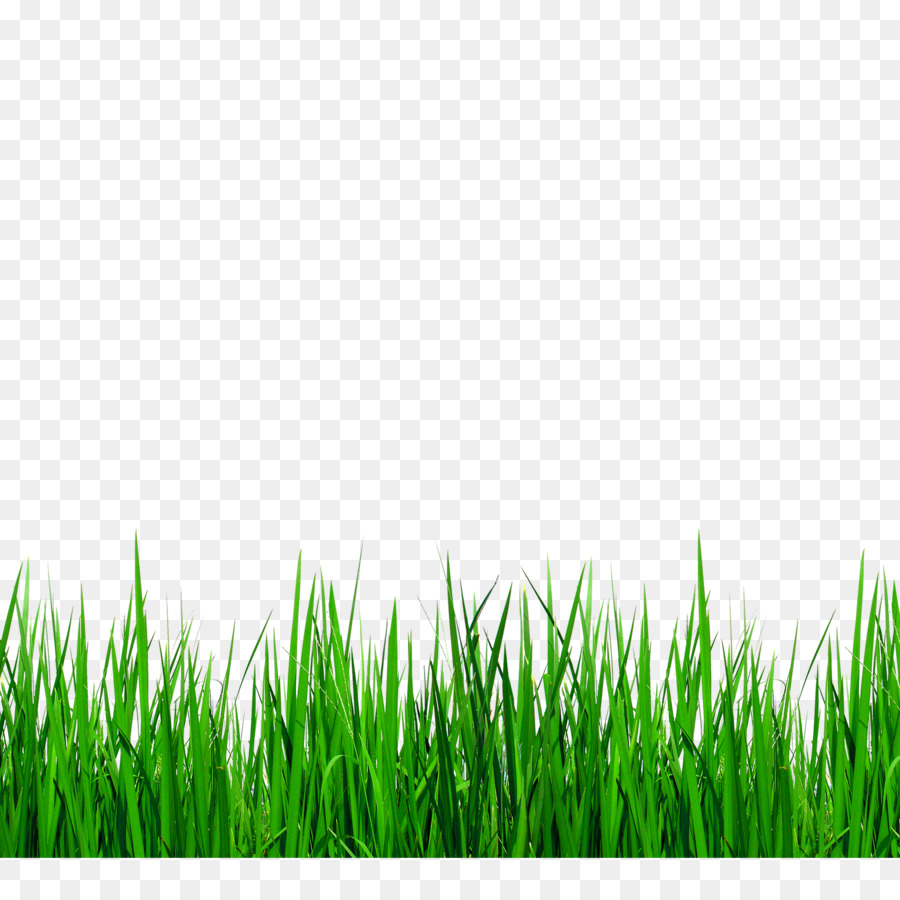 Download Grasses Clip art - Green grass border details png download - 2500*2500 - Free Transparent Download png Download.