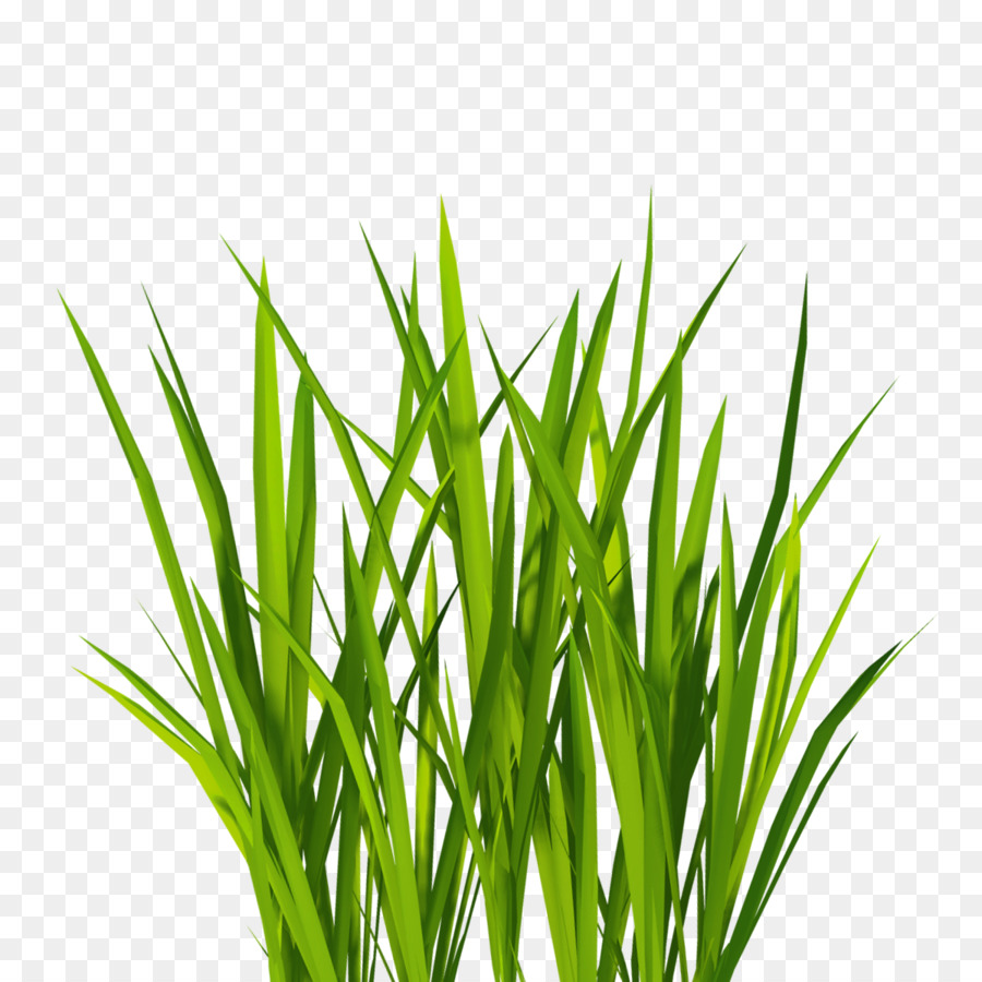 Texture mapping Lawn Clip art - real grass png download - 1200*1200 - Free Transparent Texture Mapping png Download.