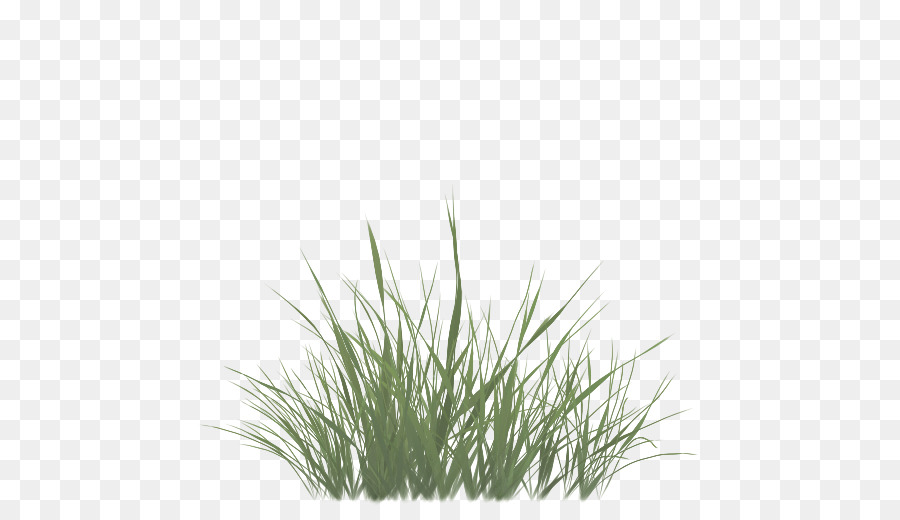Sweet Grass Vetiver Commodity Wheatgrass Chrysopogon - grass texture alpha png download - 512*512 - Free Transparent Sweet Grass png Download.