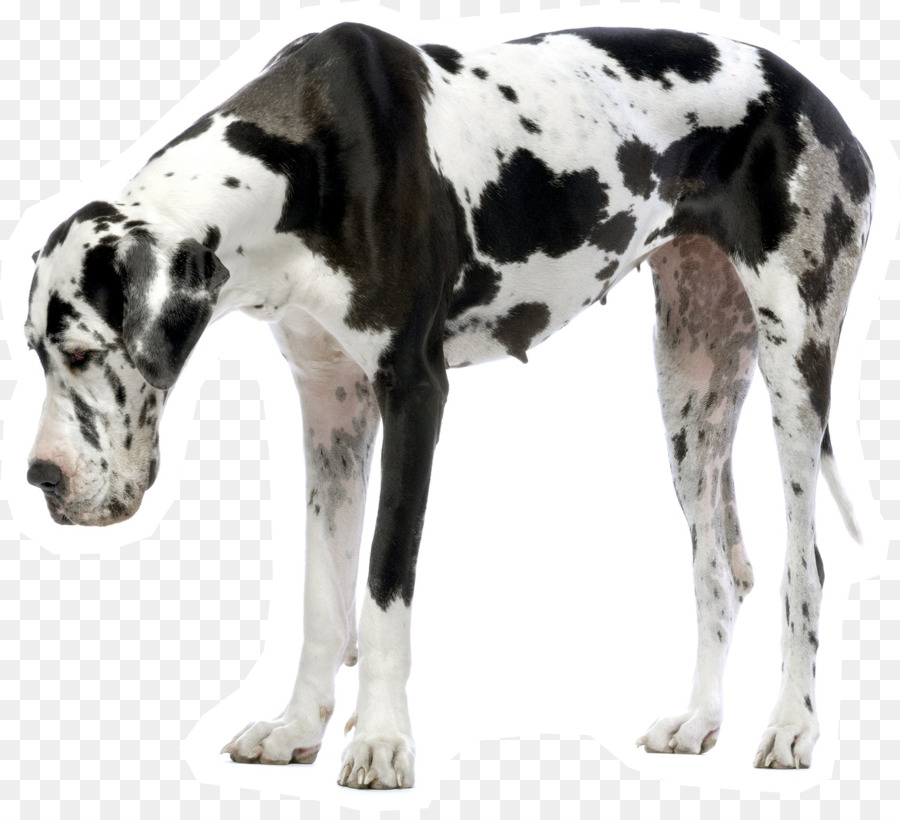 Great Dane Puppy Dogo Argentino Siberian Husky Dalmatian dog - puppy png download - 1171*1056 - Free Transparent Great Dane png Download.