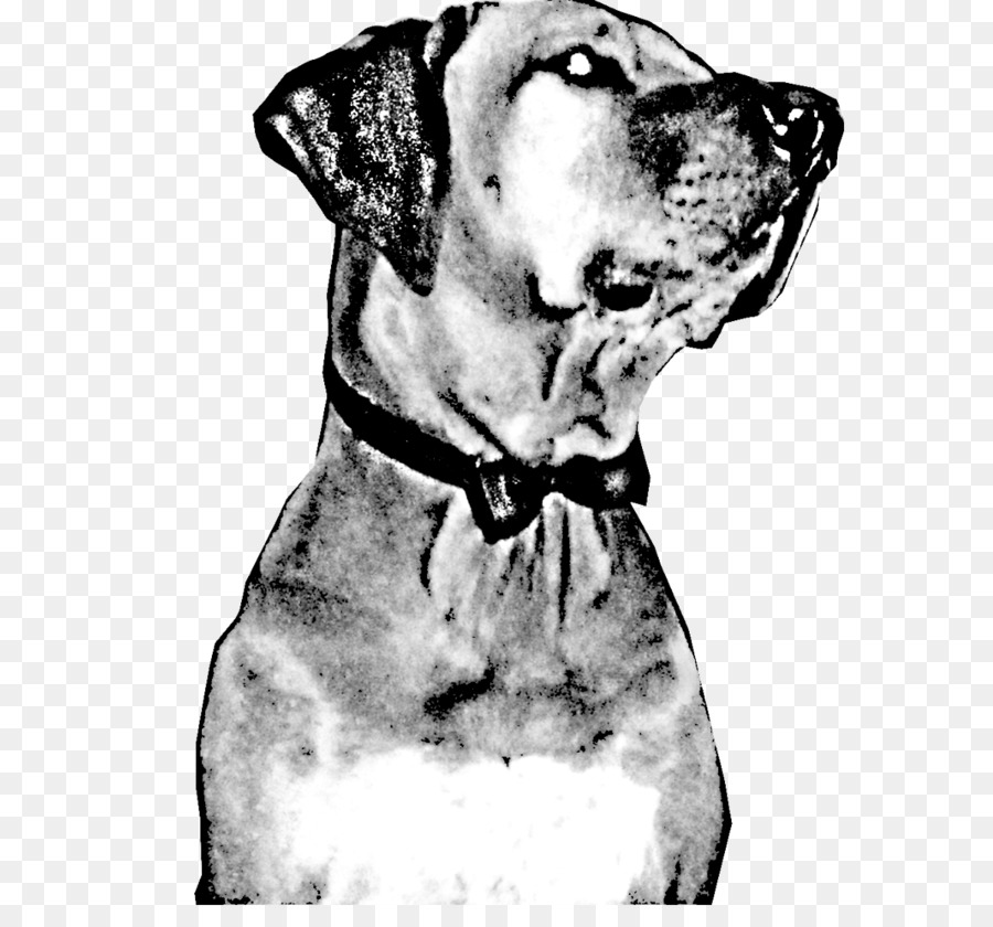 Great Dane Dalmatian dog Dog breed Jaw Snout - dog walking png download - 1200*1101 - Free Transparent Great Dane png Download.