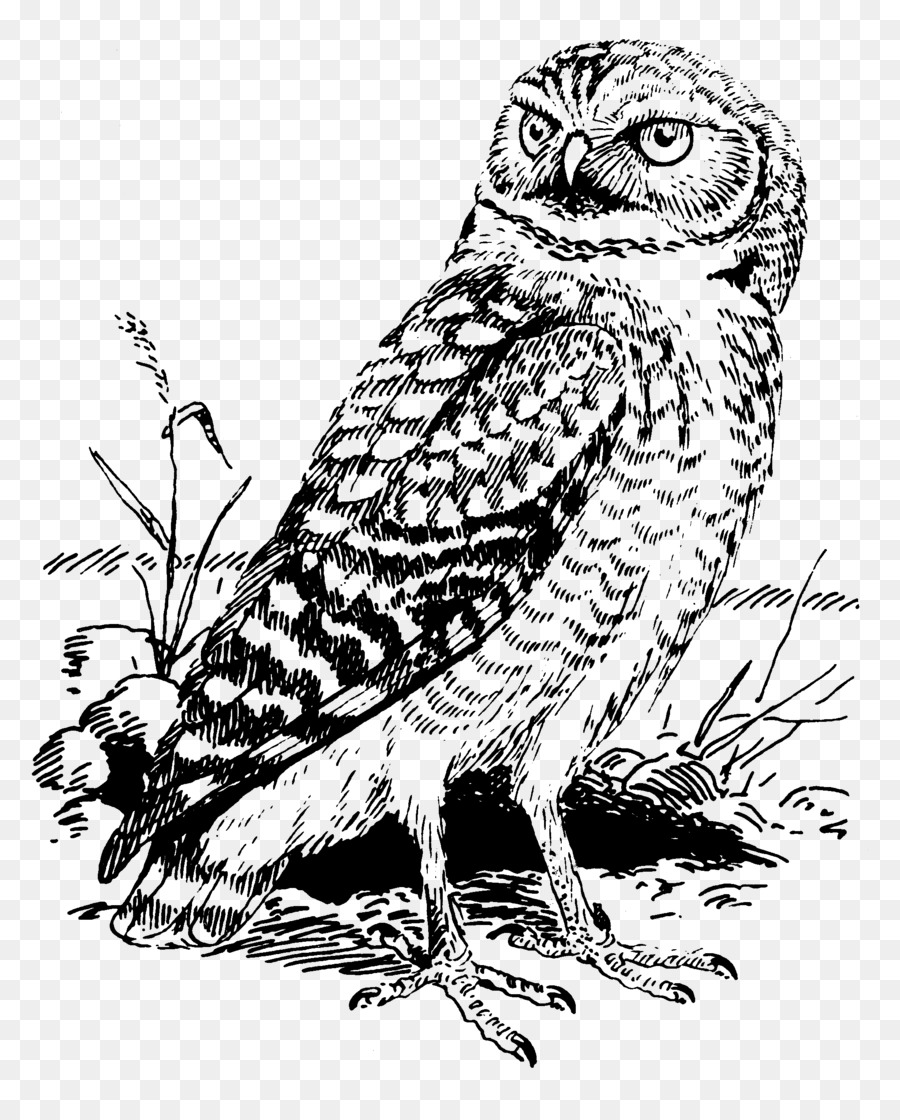 Tawny owl Great Horned Owl Burrowing owl Clip art - vector embroidery png download - 2043*2512 - Free Transparent Owl png Download.