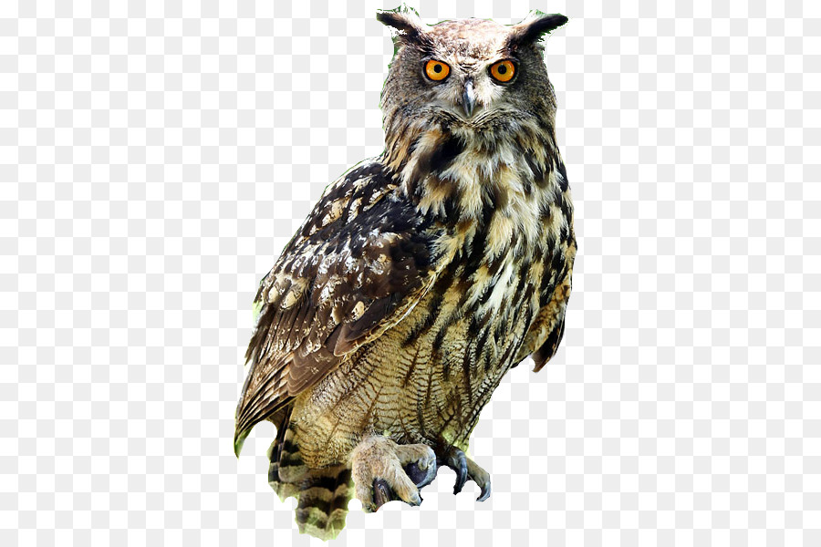Eurasian eagle-owl Bird Snowy owl Blakistons fish owl Great Horned Owl - Owl PNG Free Download png download - 418*600 - Free Transparent Owl png Download.