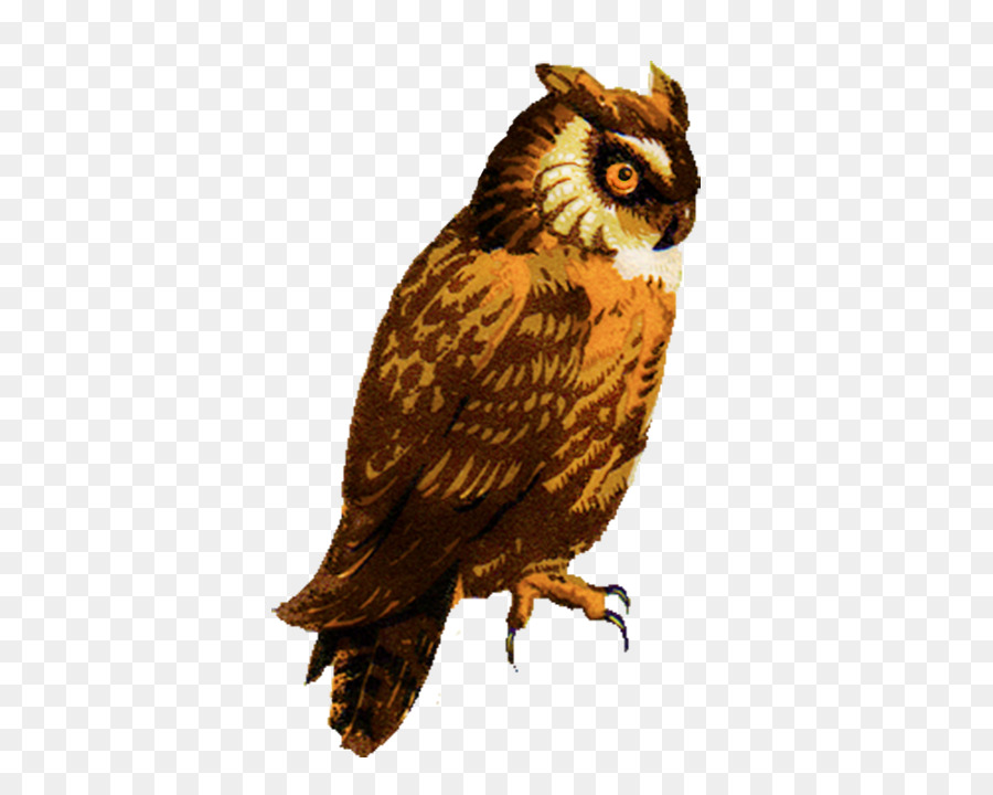 Great Horned Owl Drawing Barred Owl Clip art - Eastern Screech Owl png download - 423*709 - Free Transparent Owl png Download.