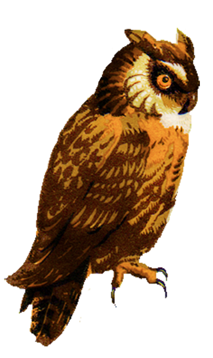 Great Horned Owl Drawing Barred Owl Clip art - Eastern Screech Owl png