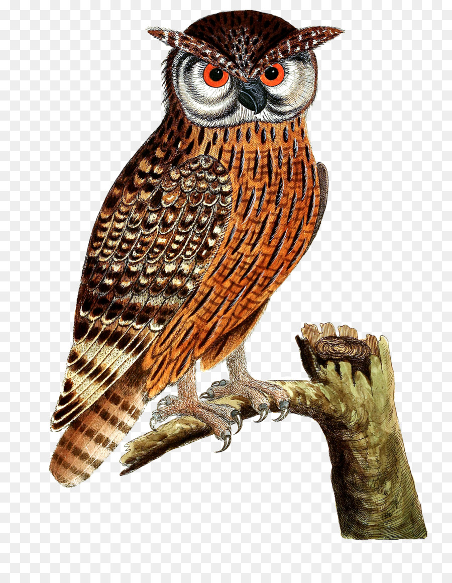 Great Horned Owl Bird of prey Eurasian eagle-owl - owl png download - 995*1280 - Free Transparent Owl png Download.
