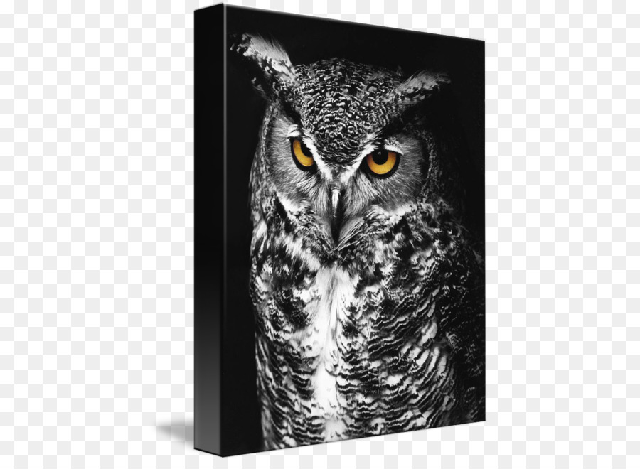 Great Horned Owl Bird of prey Black and white - Great Horned Owl png download - 479*650 - Free Transparent Owl png Download.