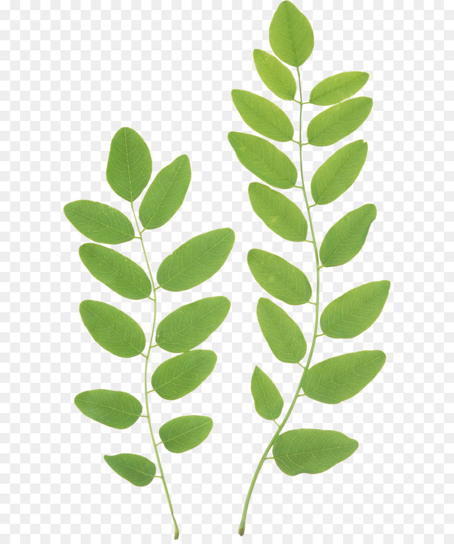 Leaf Green Clip art - Green leaf PNG png download - 1591*2624 - Free Transparent Leaf png Download.