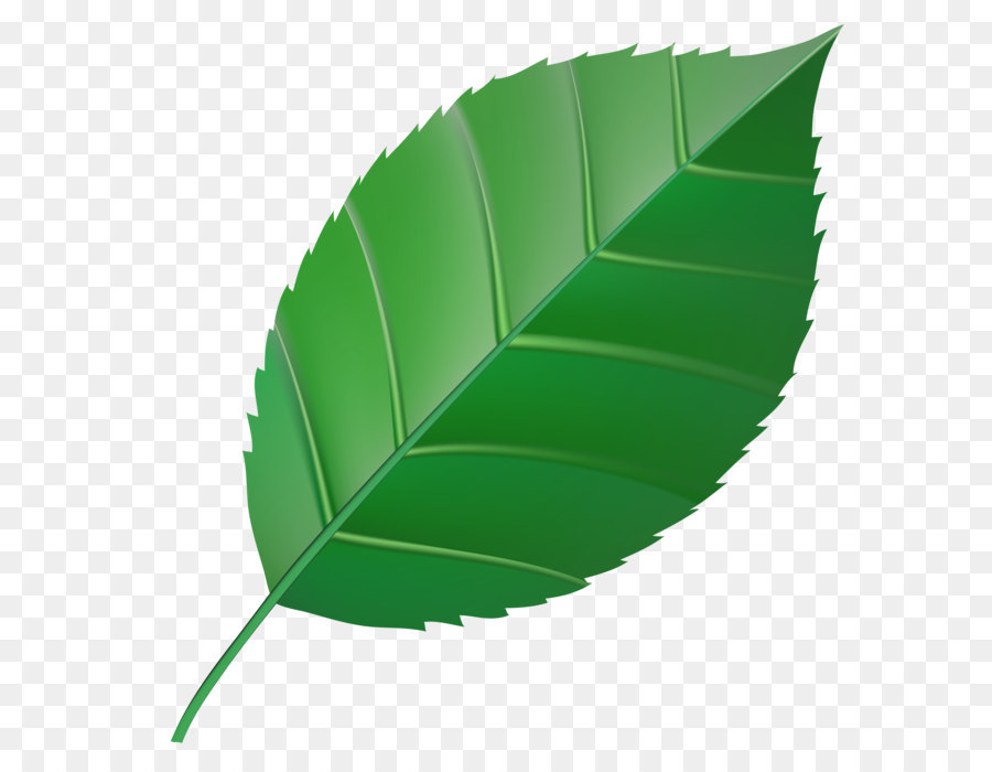 Autumn leaf color Green Clip art - Green Leaf Transparent Clip Art Image png download - 7000*7352 - Free Transparent Leaf png Download.