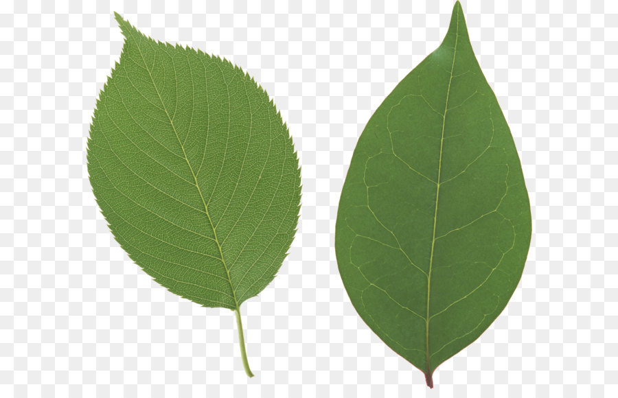 Autumn leaf color Green - Green leaf PNG png download - 2929*2555 - Free Transparent Leaf png Download.