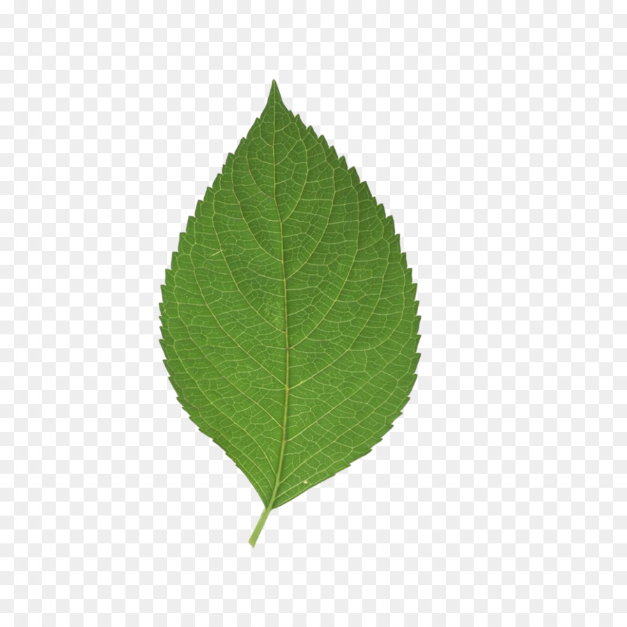 Leaf Green - leaf png download - 2953*2953 - Free Transparent Leaf png Download.
