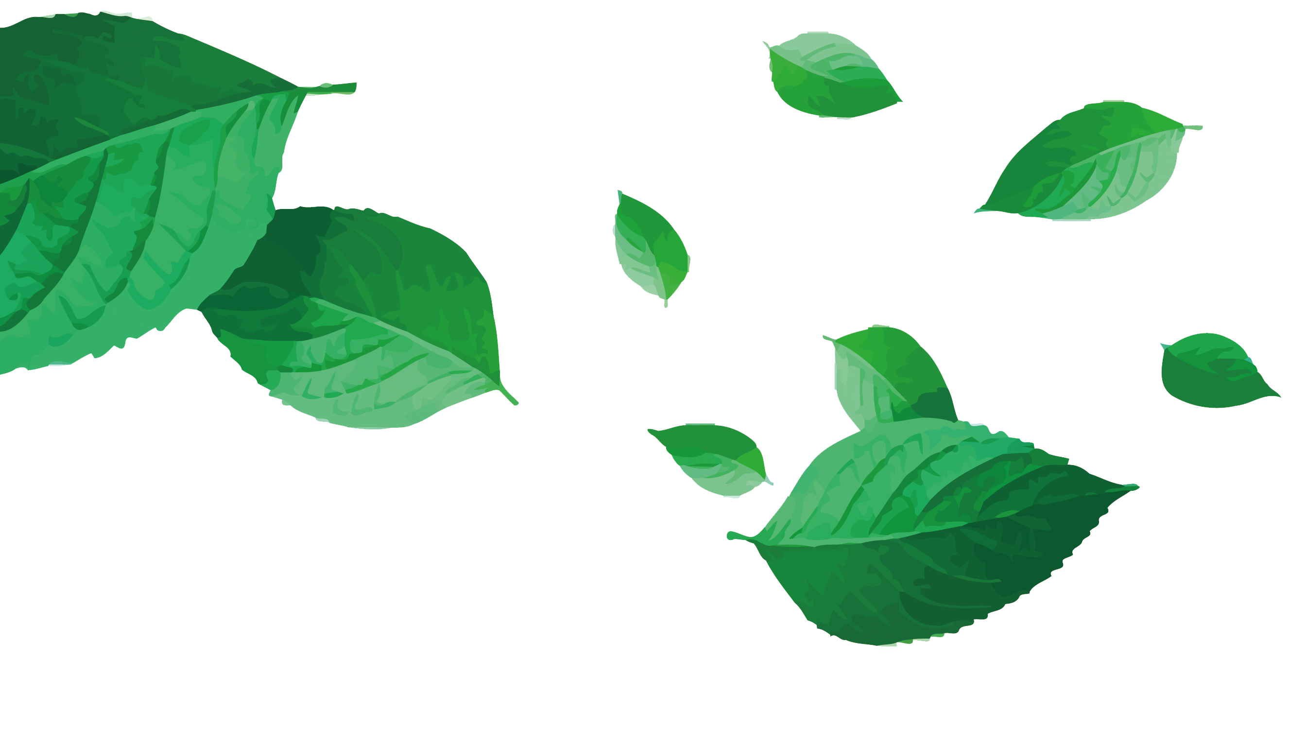 Green Leaf - Vector tea png download - 2653*1500 - Free Transparent