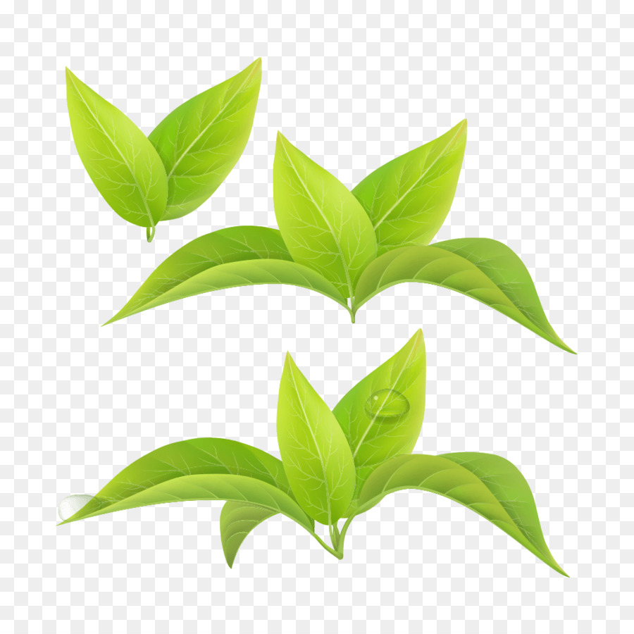 Green tea Leaf White tea Matcha - green tea png download - 1000*1000 - Free Transparent Green Tea png Download.