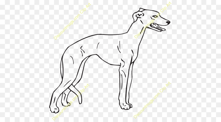 Whippet Italian Greyhound Spanish greyhound Sloughi Dog breed - Whippet png download - 500*500 - Free Transparent Whippet png Download.