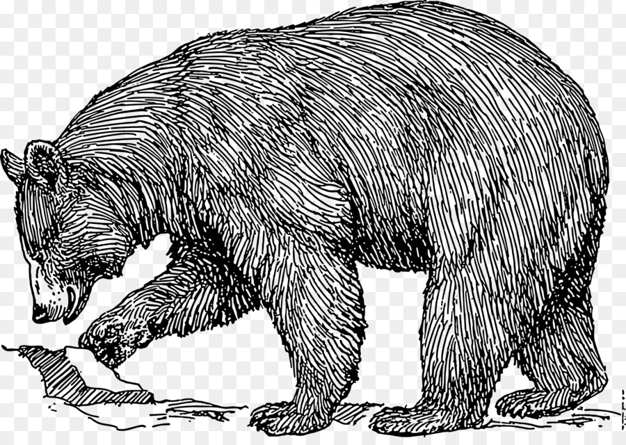 American black bear Brown bear Polar bear Clip art - claw vector png download - 2400*1678 - Free Transparent American Black Bear png Download.
