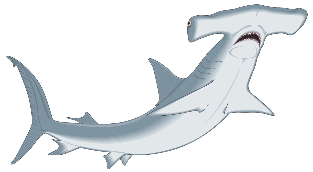 bonnethead shark drawing