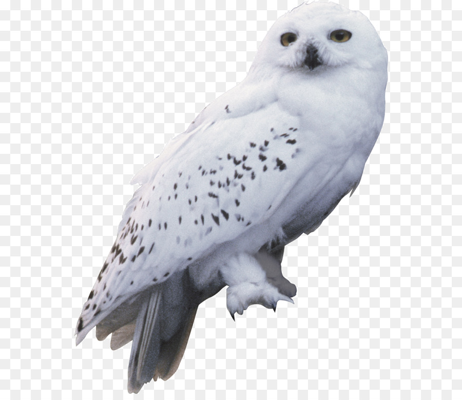 Harry Potter and the Chamber of Secrets Owl Hedwig Rubeus Hagrid - flying owl png download - 612*768 - Free Transparent Harry Potter png Download.