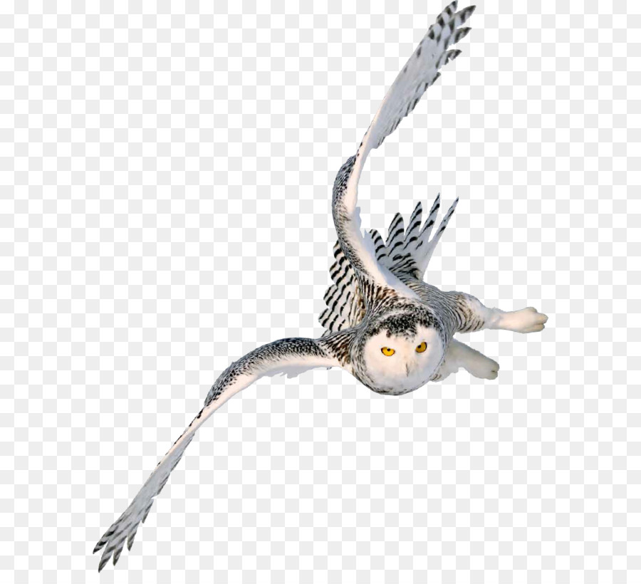 Snowy owl Image Portable Network Graphics Barn owl - harry potter owl png books png download - 640*806 - Free Transparent Owl png Download.