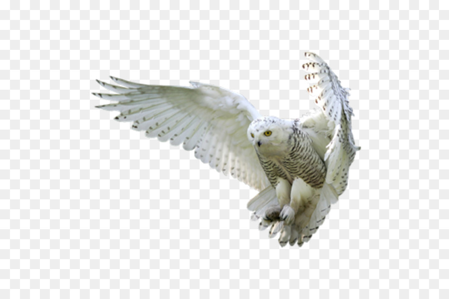 Owl Harry Potter and the Goblet of Fire Hedwig - eagle png download - 600*600 - Free Transparent Owl png Download.