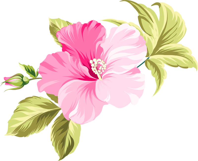 Flower Hawaii Clip Art Flower Png Download 800 653 Free Transparent Flower Png Download Clip Art Library