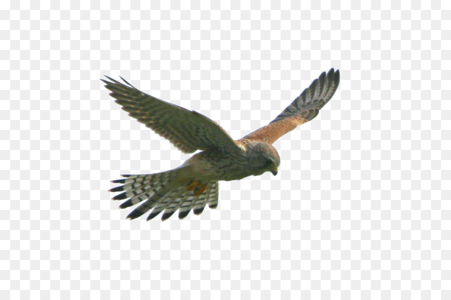 Eagle Flight Hawk Bird - FLying Eagle png download - 1548*1031 - Free Transparent Eagle png Download.