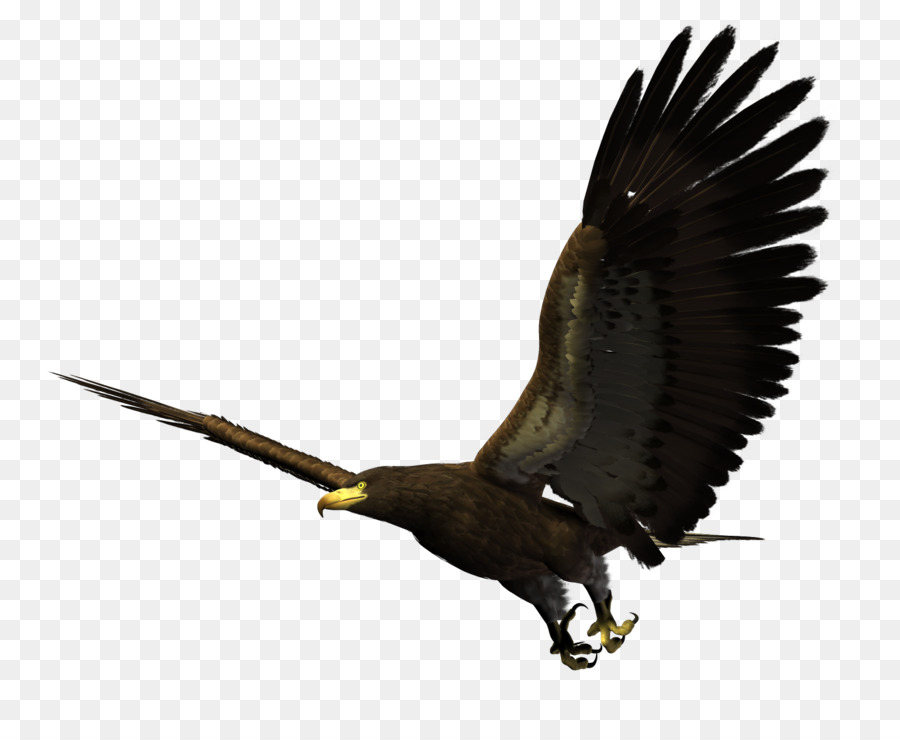 Bald Eagle Bird Flight Hawk - Flying Eagles png download - 1481*1200 - Free Transparent Bald Eagle png Download.