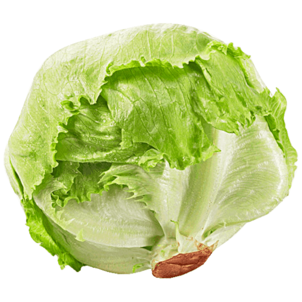 Romaine lettuce Seed Iceberg lettuce Rijk Zwaan Salad - euro symbol