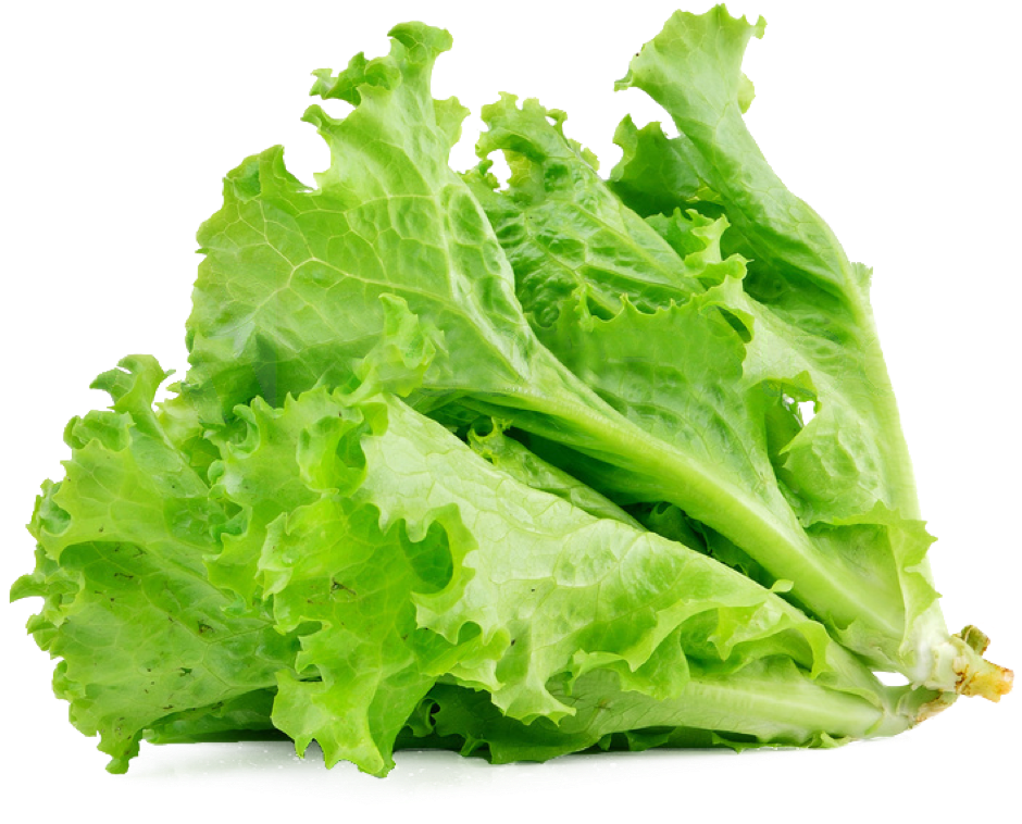 Lettuce sandwich Butterhead lettuce Vegetable Salad Food lettuce png
