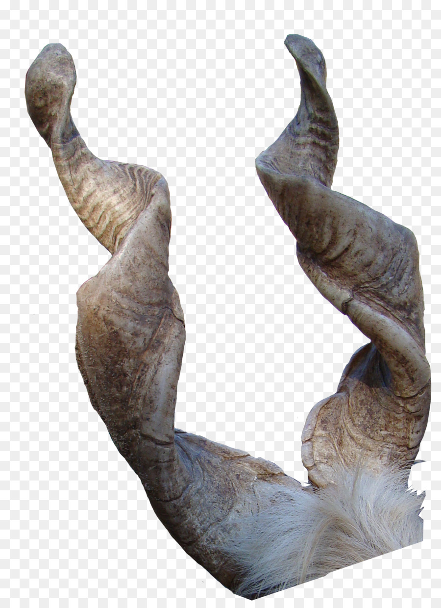 Girgentana Sign of the horns Antler - goat png download - 900*1225 - Free Transparent Girgentana png Download.