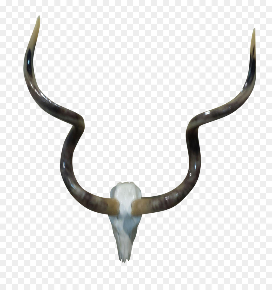 Cattle - animal skulls with horns png download - 1873*1963 - Free Transparent Cattle png Download.