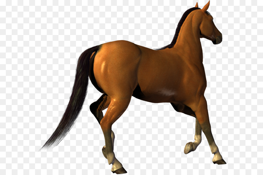 Horse Clip art - Horse png image png download - 997*915 - Free Transparent Mustang png Download.