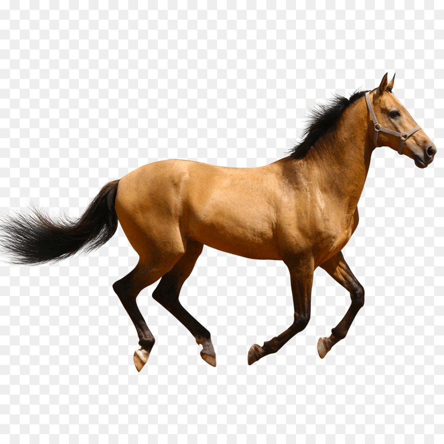 Mare American Quarter Horse Standing Horse Clip art - arabian png download - 1500*1500 - Free Transparent Mare png Download.