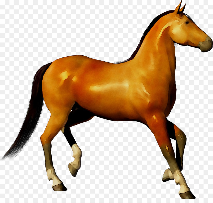 Clip art Portable Network Graphics Transparency Openclipart Morgan horse -  png download - 1070*1003 - Free Transparent Morgan Horse png Download.
