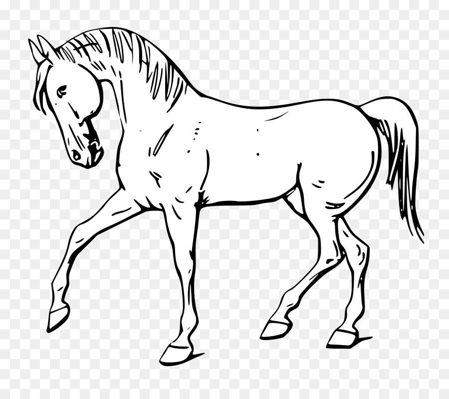 Tennessee Walking Horse Drawing Clip art - Animal Outline png download - 800*800 - Free Transparent Tennessee Walking Horse png Download.