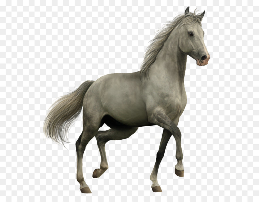 Horse Icon - horse png download - 669*701 - Free Transparent Kladruber png Download.