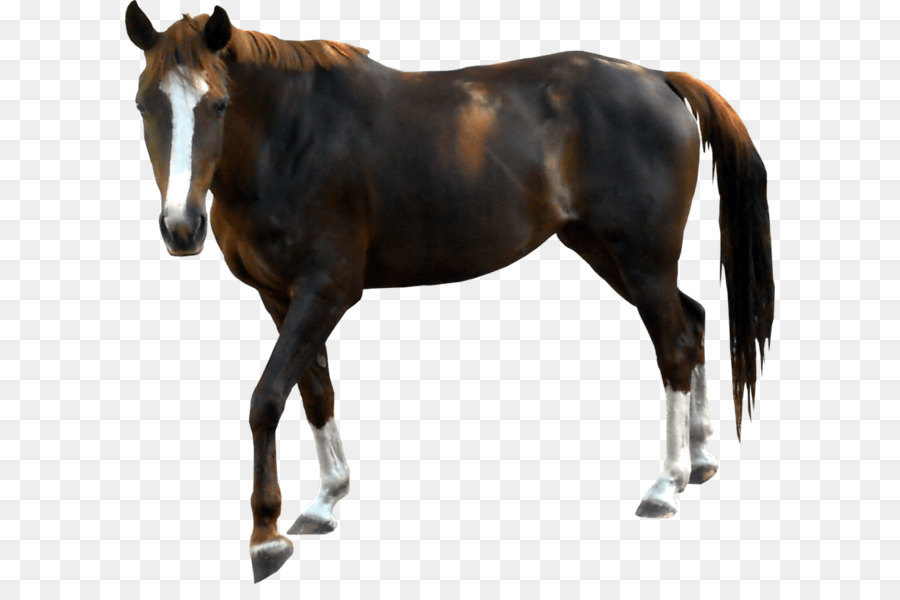 Horse Clip art - Horse Png Image Download Picture Transparent Background png download - 900*809 - Free Transparent Horse png Download.