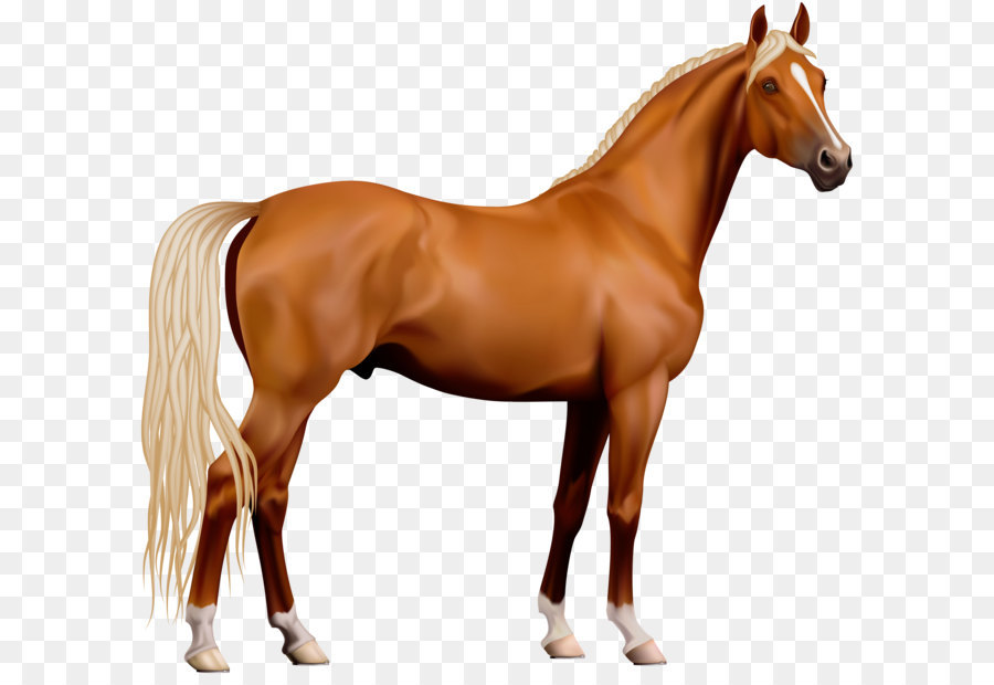 Horse Computer file - Transparent Horse PNG Clipart png download - 3829*3604 - Free Transparent American Paint Horse png Download.