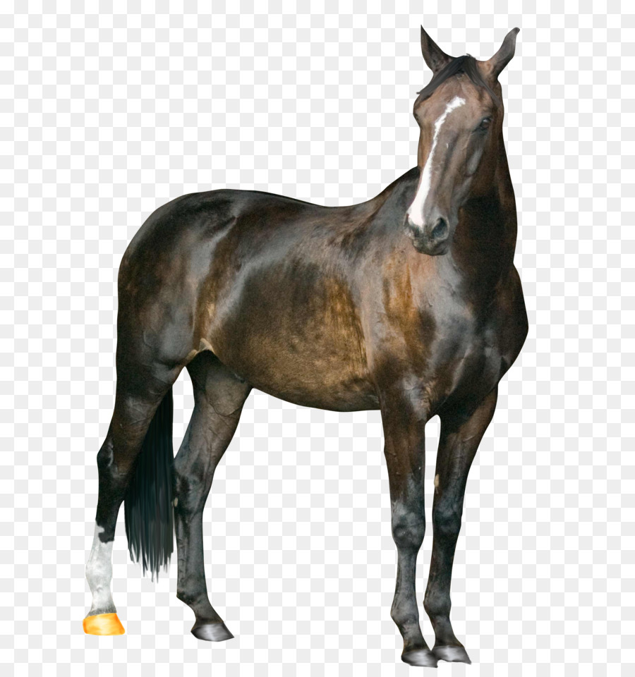 Mustang Arabian horse American Paint Horse Howrse - Horse PNG Image png download - 2556*2723 - Free Transparent Howrse png Download.