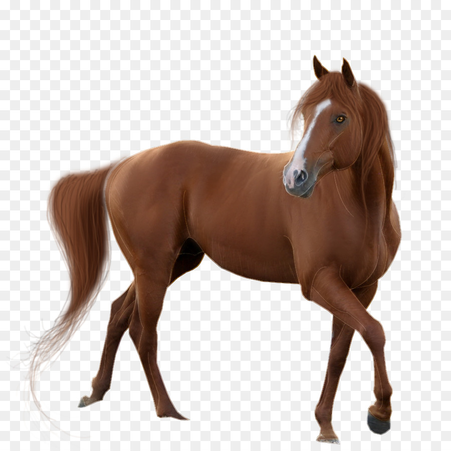 Horse Display resolution - Horse Transparent Background png download - 900*900 - Free Transparent Mustang png Download.