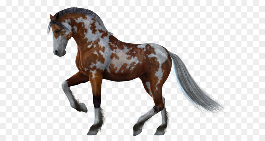 American Miniature Horse White Gray Black - Horse png image png download - 900*655 - Free Transparent Horse png Download.