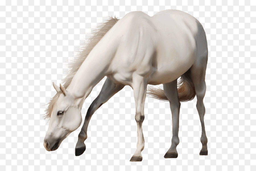 Horse Stallion - Brown Horse Png Image Download Picture Transparent Background png download - 620*600 - Free Transparent Horse png Download.