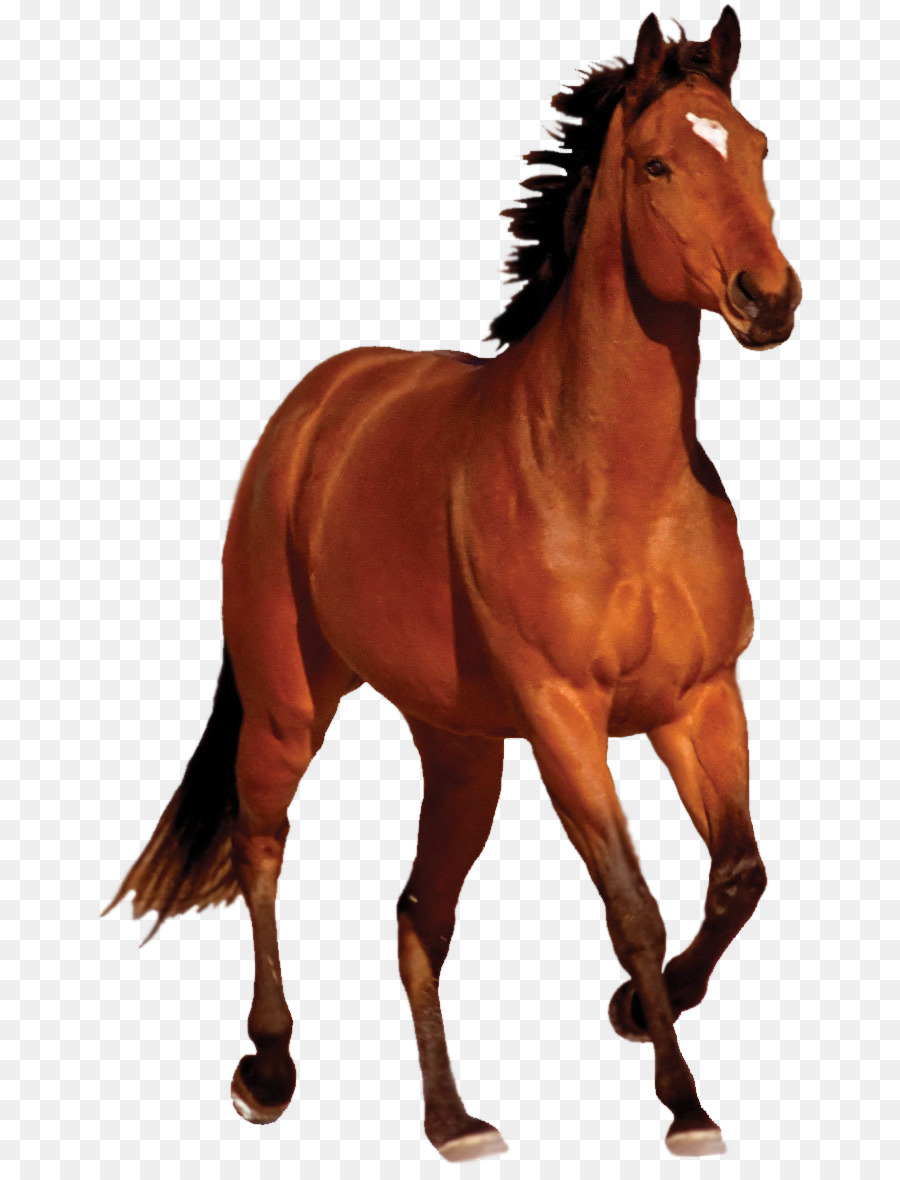 Mustang Bay Running Clip art - Horse PNG Transparent Image png download - 720*1171 - Free Transparent Mustang png Download.