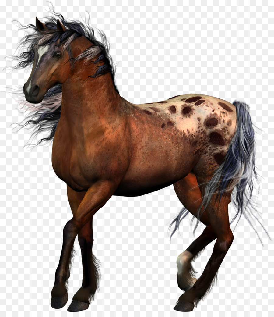 Horse Tack Equestrian Western riding - horse png download - 1056*1200 - Free Transparent Horse png Download.