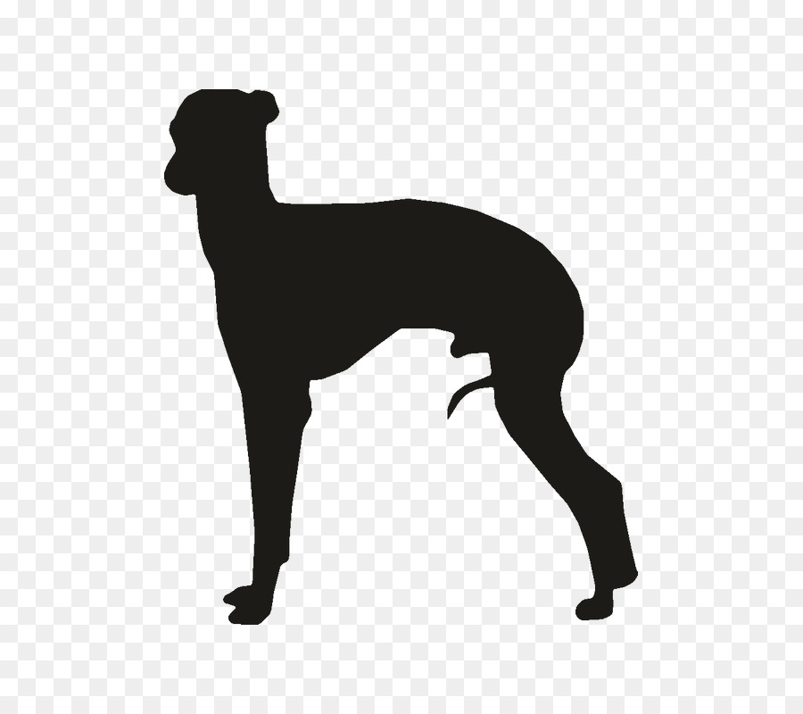 Whippet Italian Greyhound Ibizan Hound Clip art - Silhouette png download - 800*800 - Free Transparent Whippet png Download.